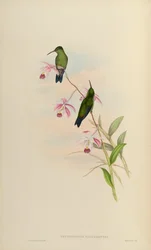 Erythronota saucerottei